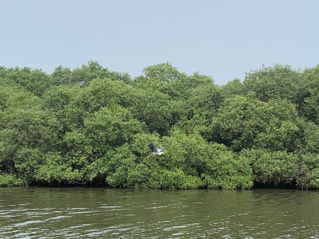  Mangrove Forest